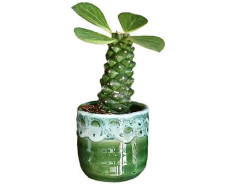 Will My Euphorbia Ever Grow Leaves Again?