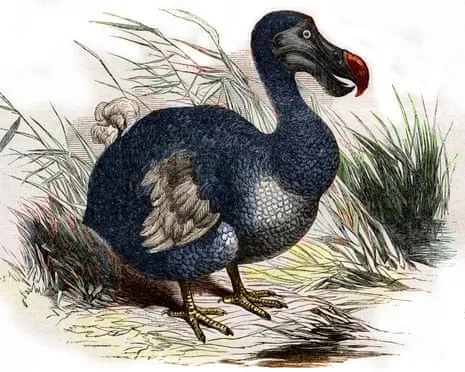 Researchers State They’ve Made a ‘Pivotal Step’ in Reviving the Dodo for the Initial Instance in 300 Years